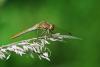 Sympetrum meridionale
